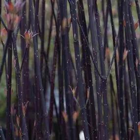 Kesselringii Purple Dogwood Plants (Cornus alba Kesselringii)
